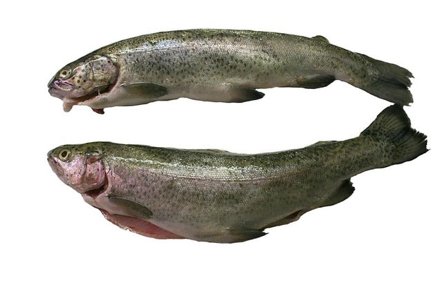 Pstruh chlazený 2 ks cca 600g
